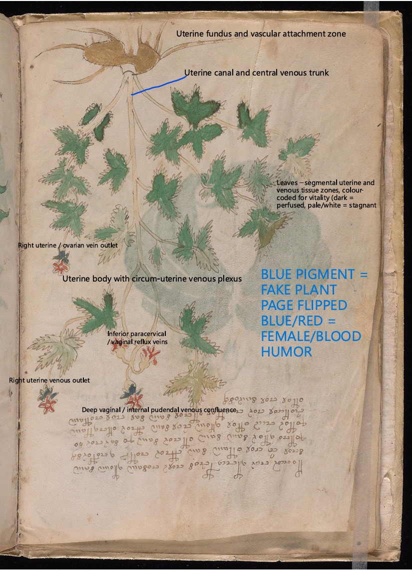 Labelled diagram of Folio 5v